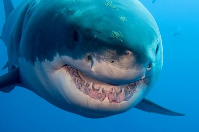 Great White shark