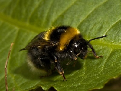 Bumblebee