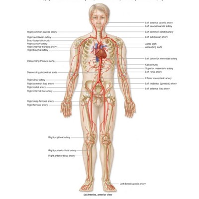 Blood vessels