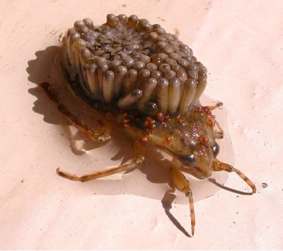 Giant Water Bug