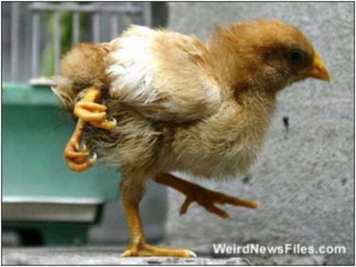 Four-Legged Chicken