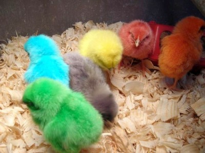 Selling Colored Chickens