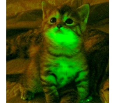 Glow In The Dark Cats