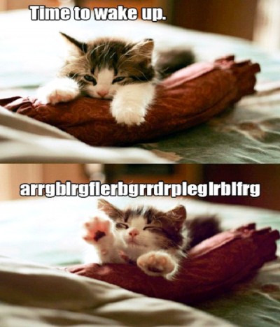 Kitten
