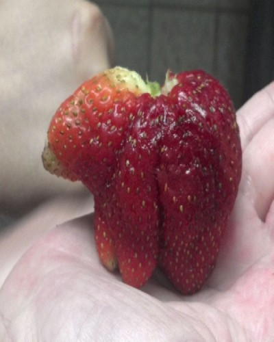 Bear strawberry