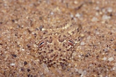 Snake