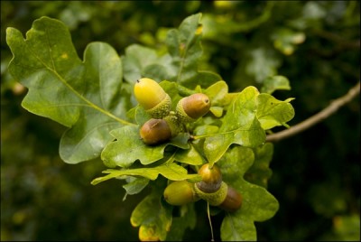 Acorns