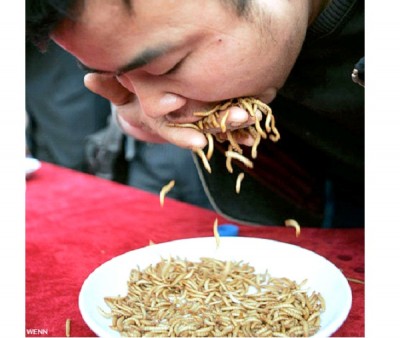 Worm diet