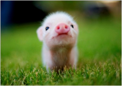 Baby Pig