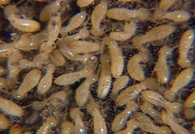 Termites