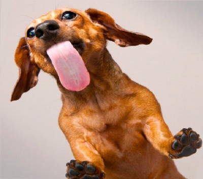 Dogs Sweat Through Their Tongues