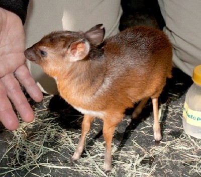 Royal Antelope
