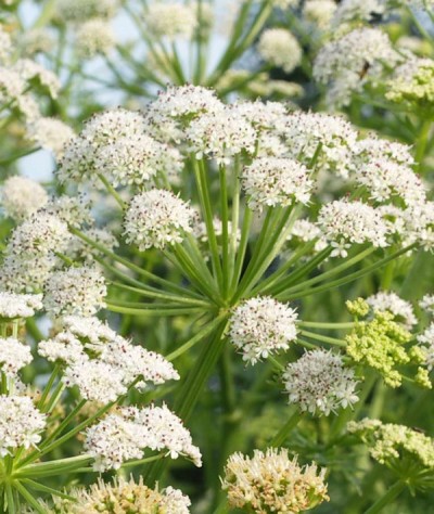 Hemlock