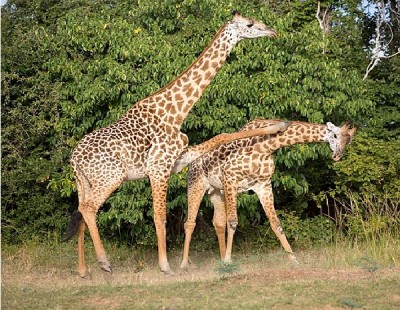 How Giraffes Mate