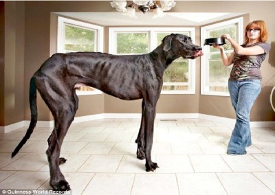 Zeus The Great Dane
