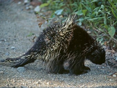 sexual Relations With Porcupine