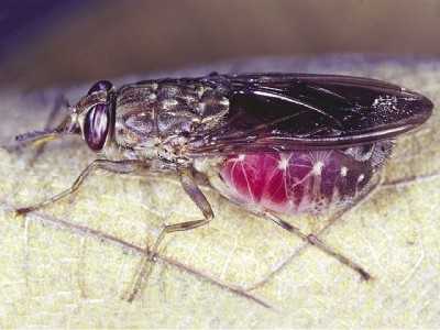Tsetse fly