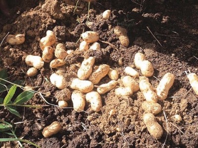 Peanuts