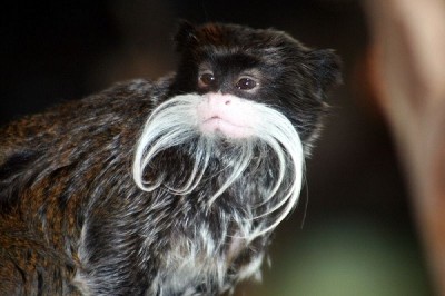 Emperor tamarin