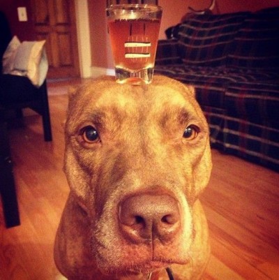 A Patient Dog