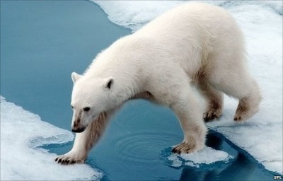 Polar bears