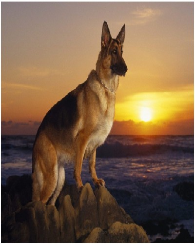 German Shepherd