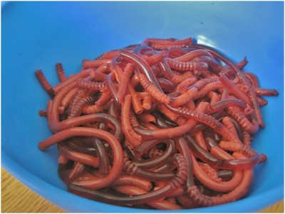 Jell-o Worms