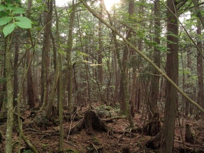 Aokigahara Forest