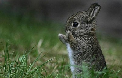 Baby Bunnies