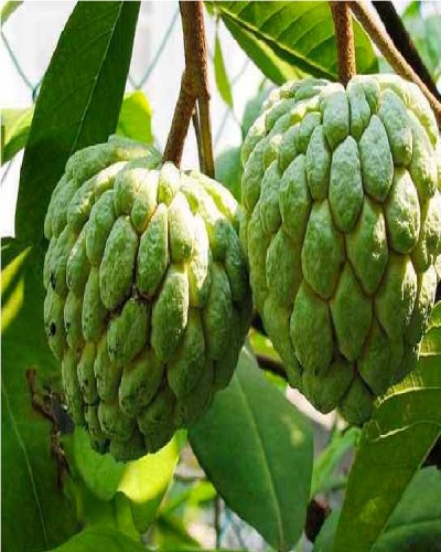 Sugar apple