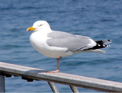 Seagull