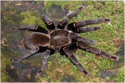 Chinese Bird Spider