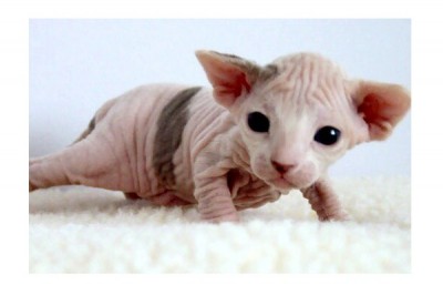 The Sphynx Cat