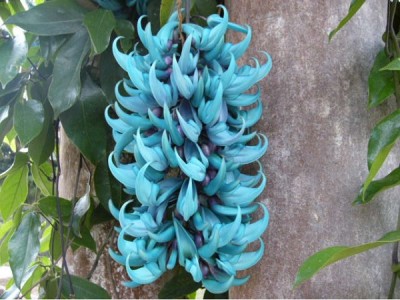 The Beautiful Jade Vine (Strongylodon Macrobotrys)