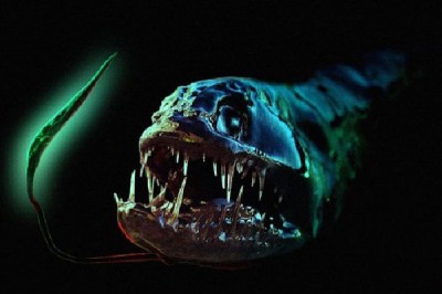 Dragonfish