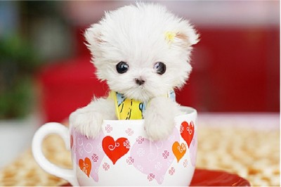 Love In A Tea-Cup!