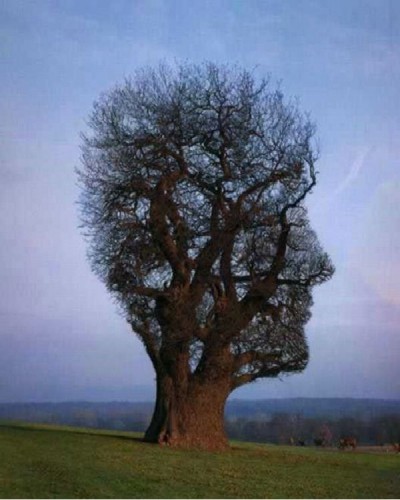 Side Profile Tree