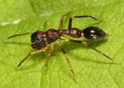 Spiders