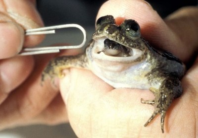 Gastric brooding frogs
