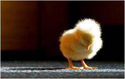 Shamed Bird