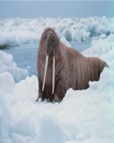 Walrus