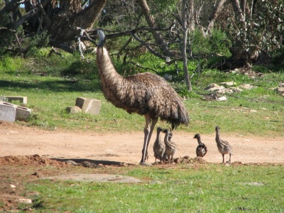 Emu