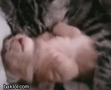 Cats take care of babies