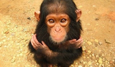 Chimp