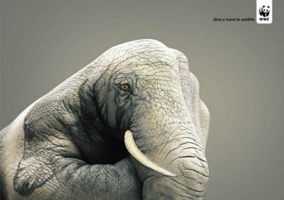 Elephants Have Families