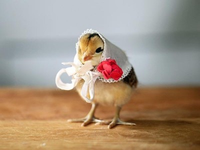 Chick