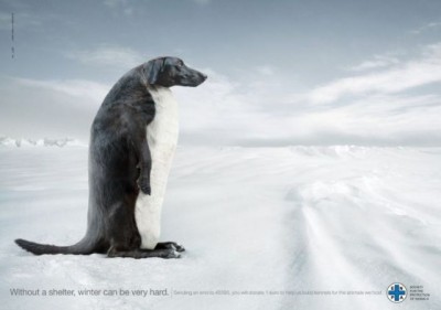 Help for dogs