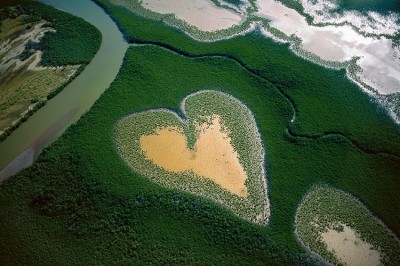 Mangroves, New Caledonia