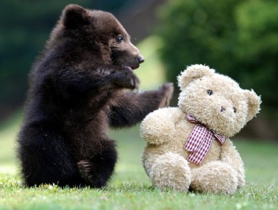 Black Bear