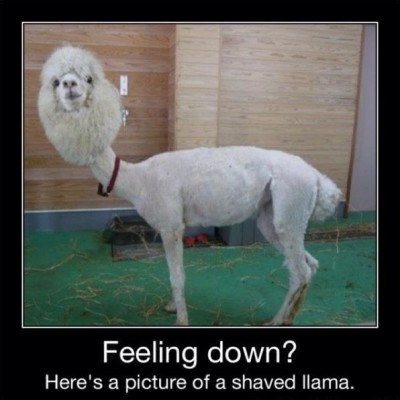 A shaved llama